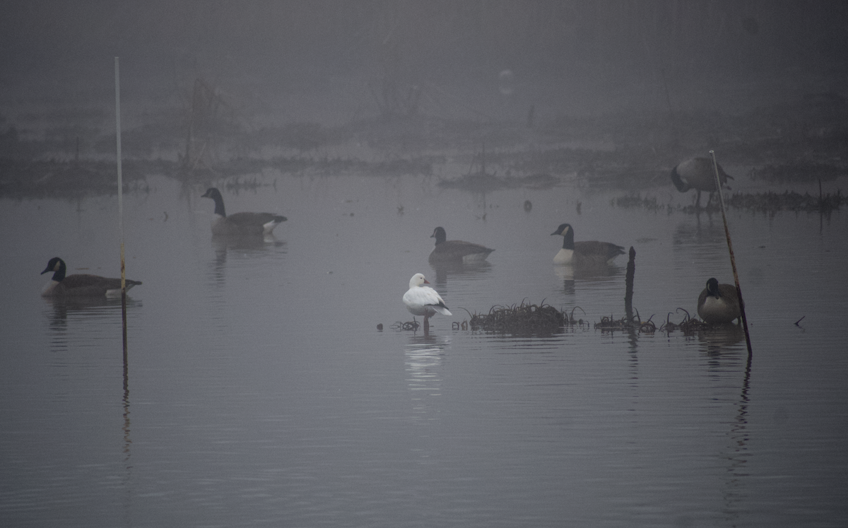 Ross's Goose - ML646557780
