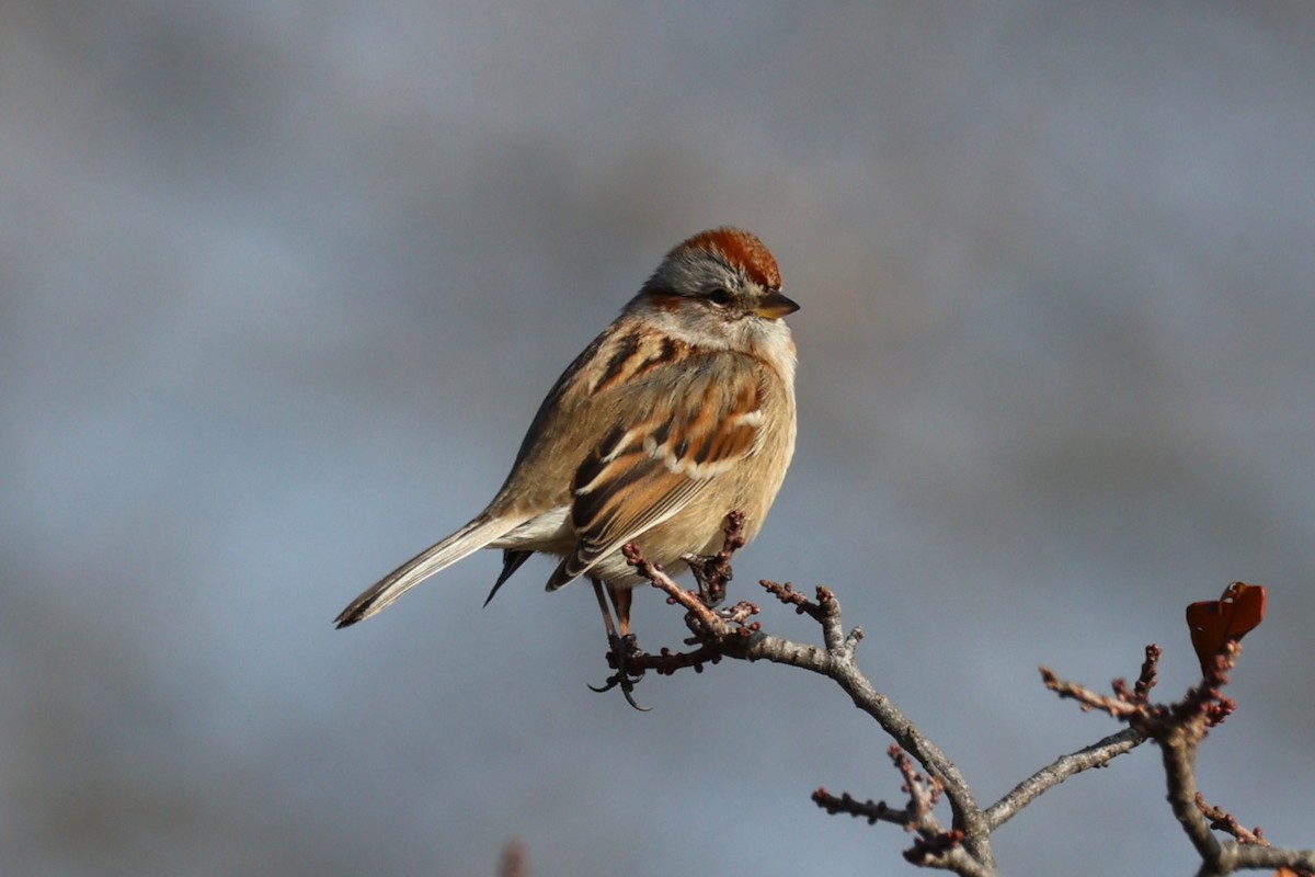 American Tree Sparrow - ML646557781