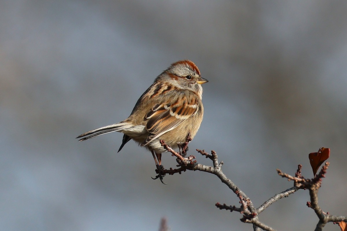 American Tree Sparrow - ML646557782