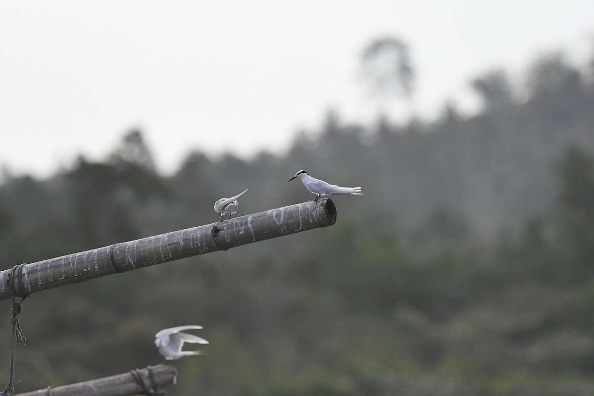 Black-naped Tern - ML646557797