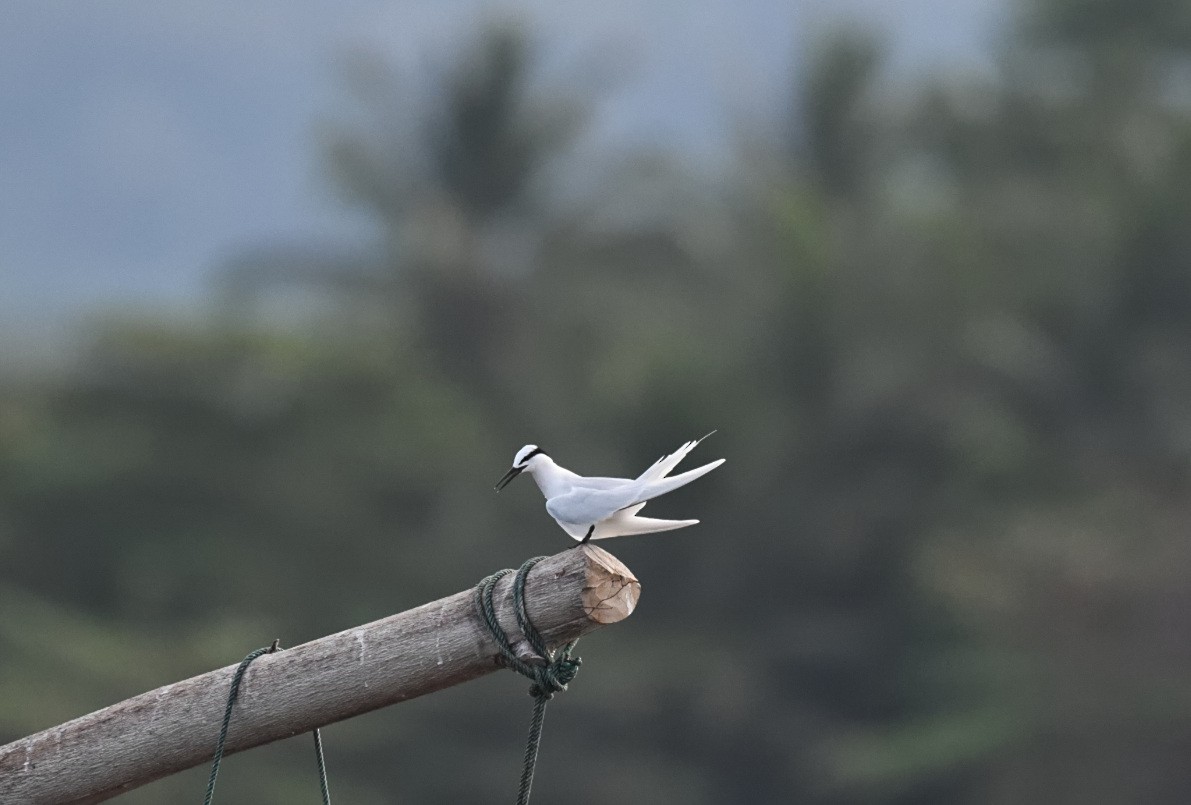 Black-naped Tern - ML646557798