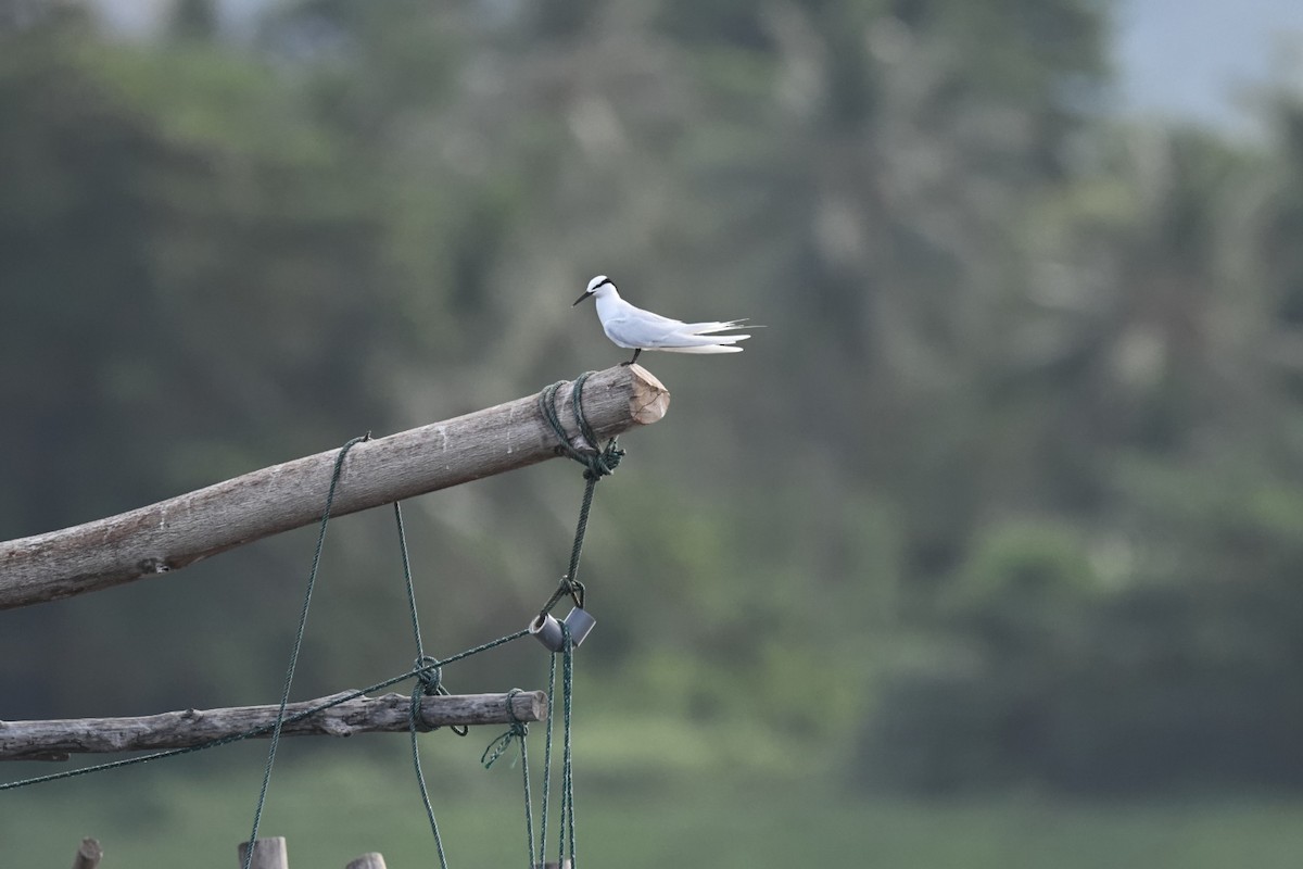 Black-naped Tern - ML646557799