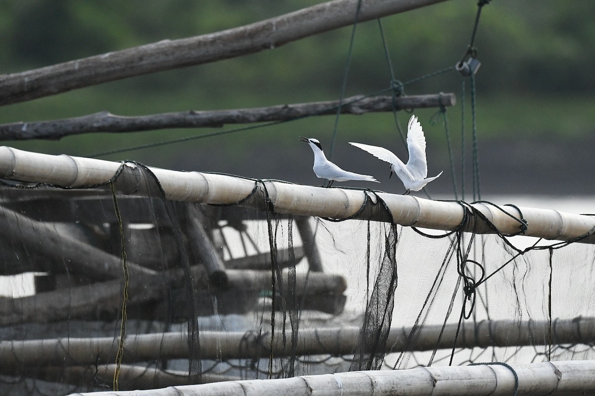 Black-naped Tern - ML646557800
