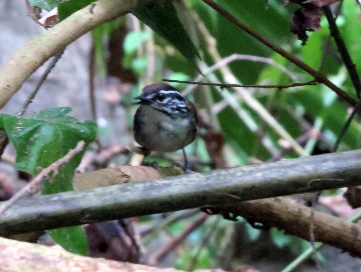 White-breasted Wood-Wren - ML646557801