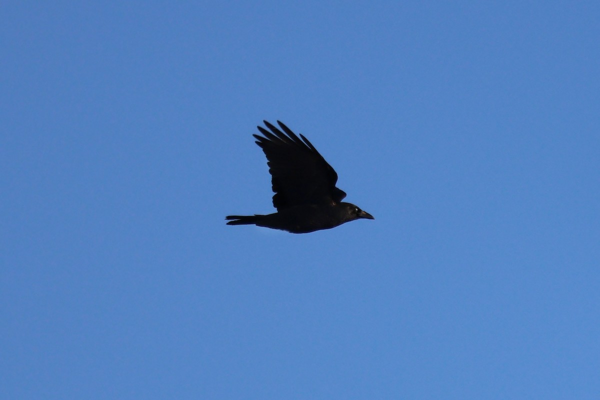 American Crow - ML646557802