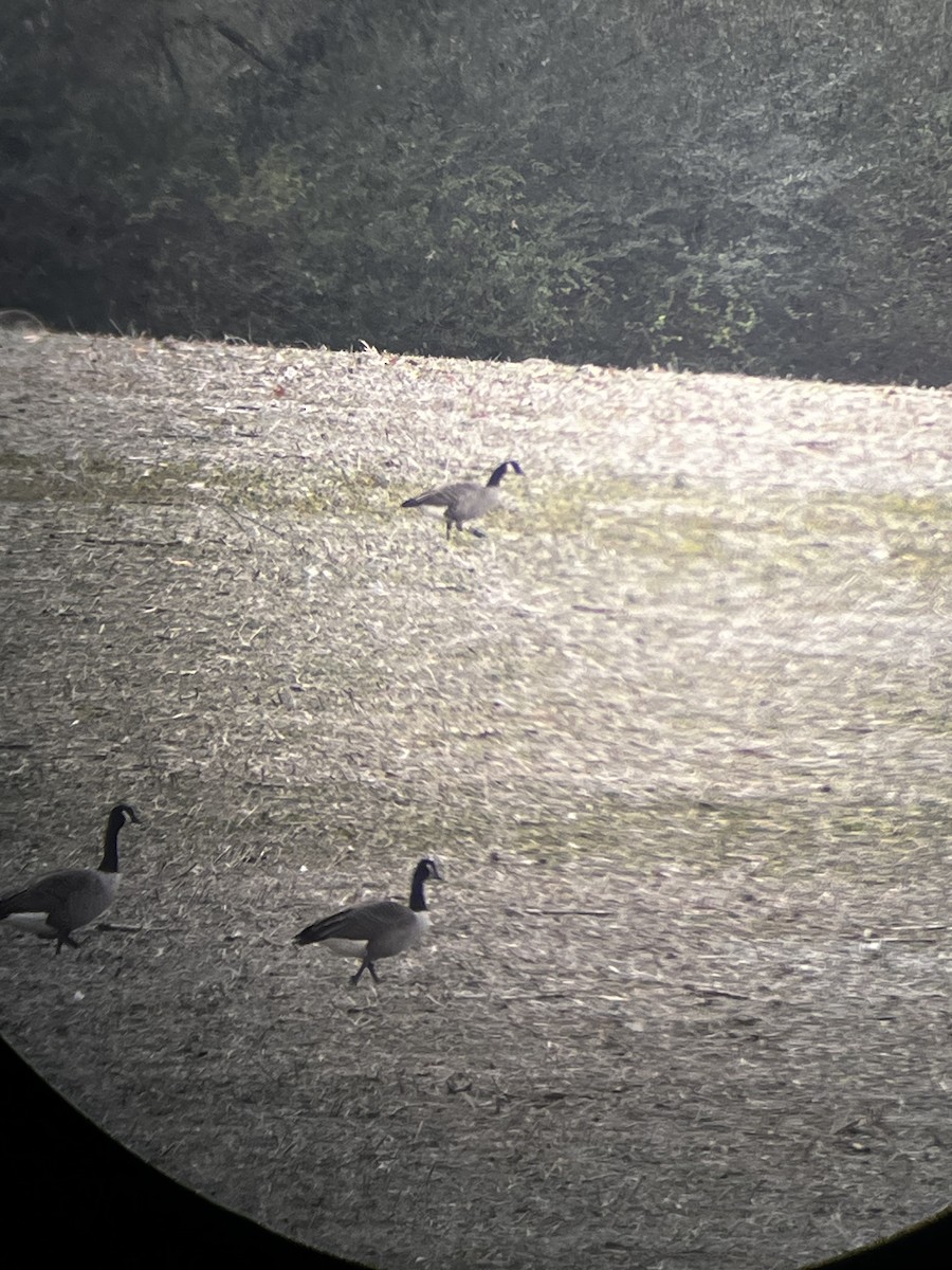 Казарка мала - ML646557803