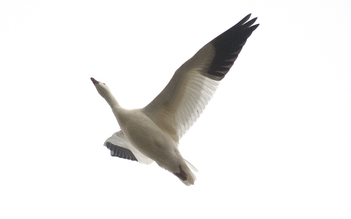 Ross's Goose - ML646557804