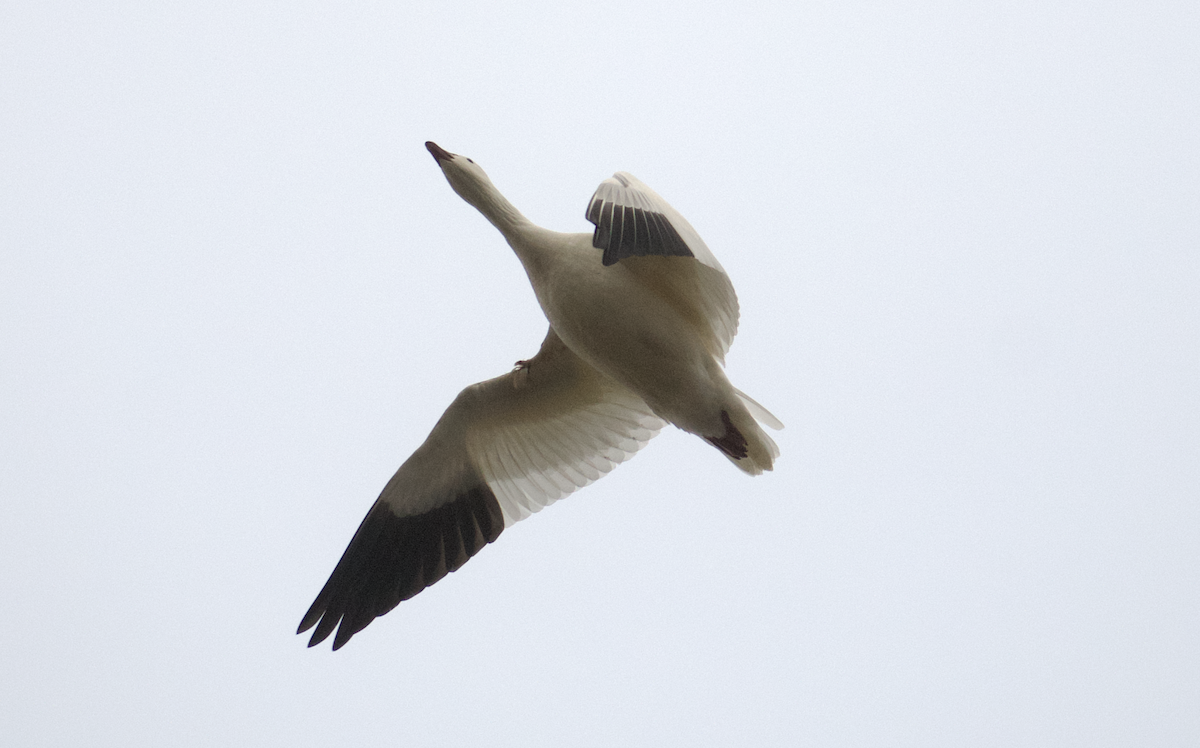 Ross's Goose - ML646557806