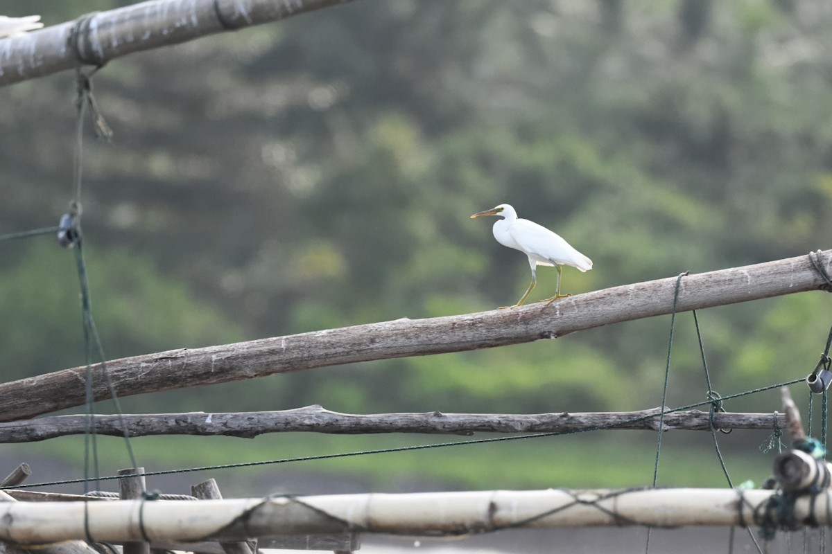 Pacific Reef-Heron - ML646557812