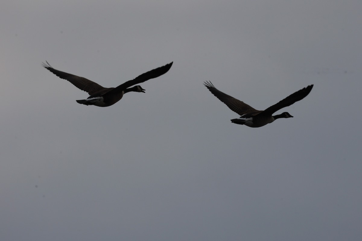 Canada Goose - ML646557815