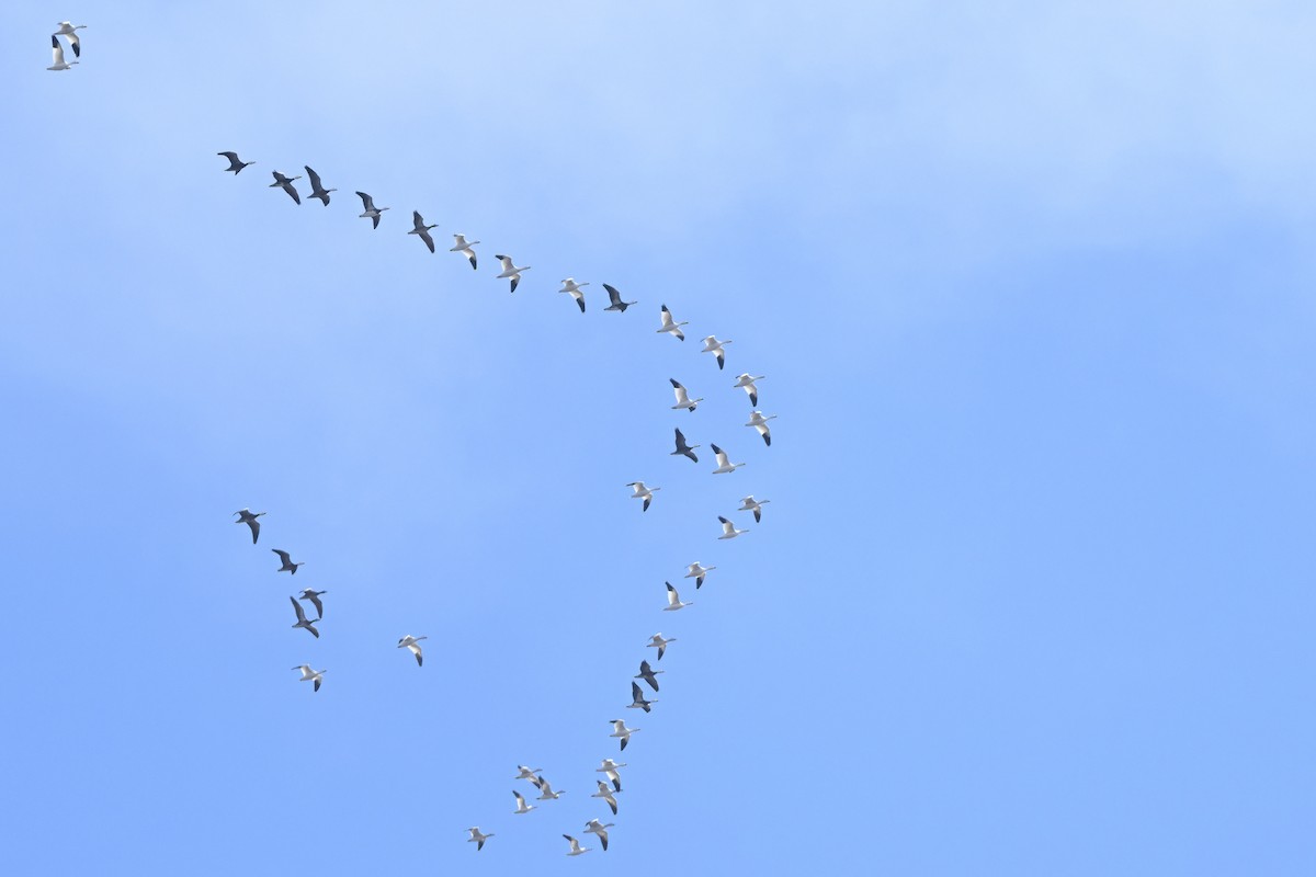 Oca delle nevi - ML646557816