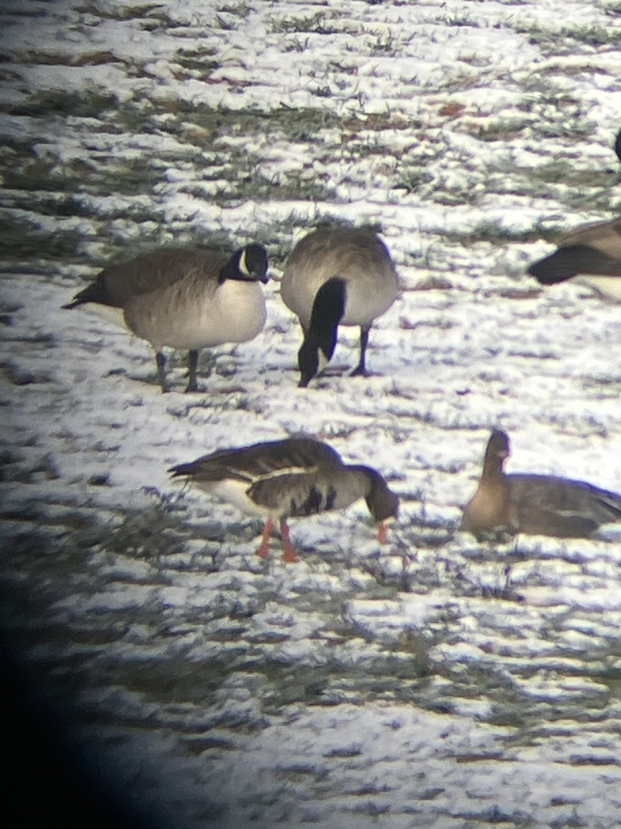 Kurzschnabelgans - ML646557819