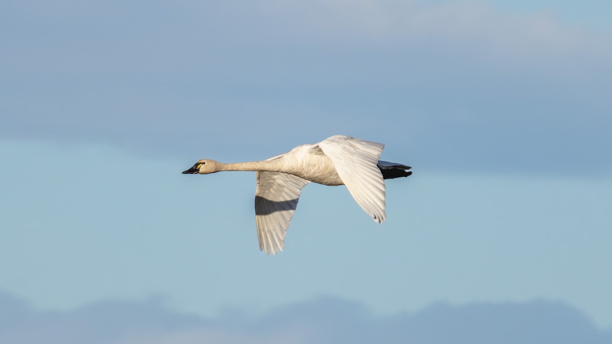 Tundra Swan - ML646557824