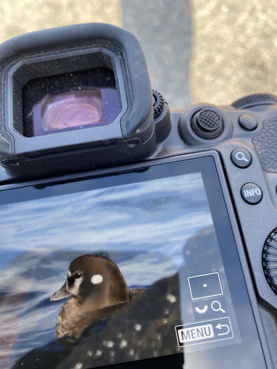 Harlequin Duck - ML646557825