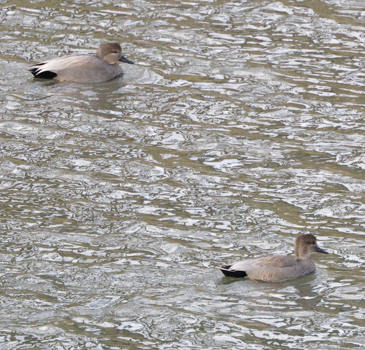 オカヨシガモ - ML646557831