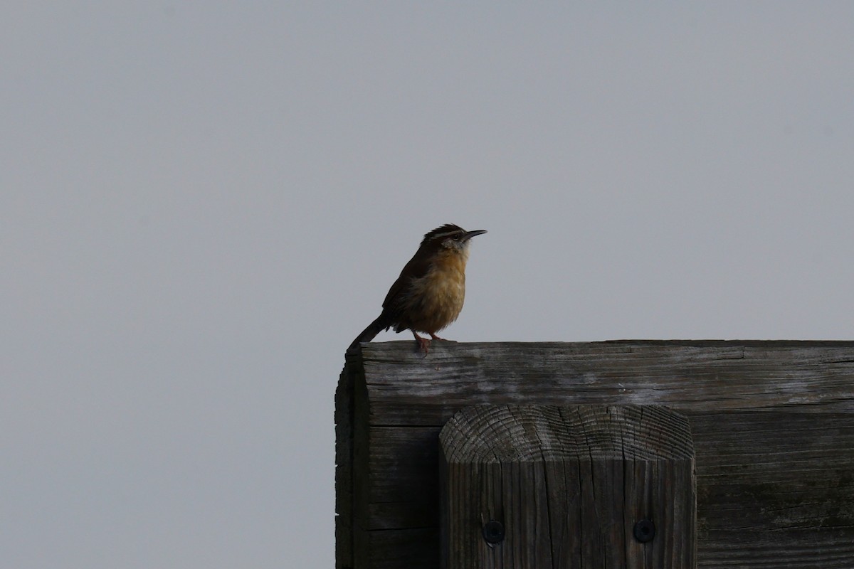 Carolina Wren - ML646557833