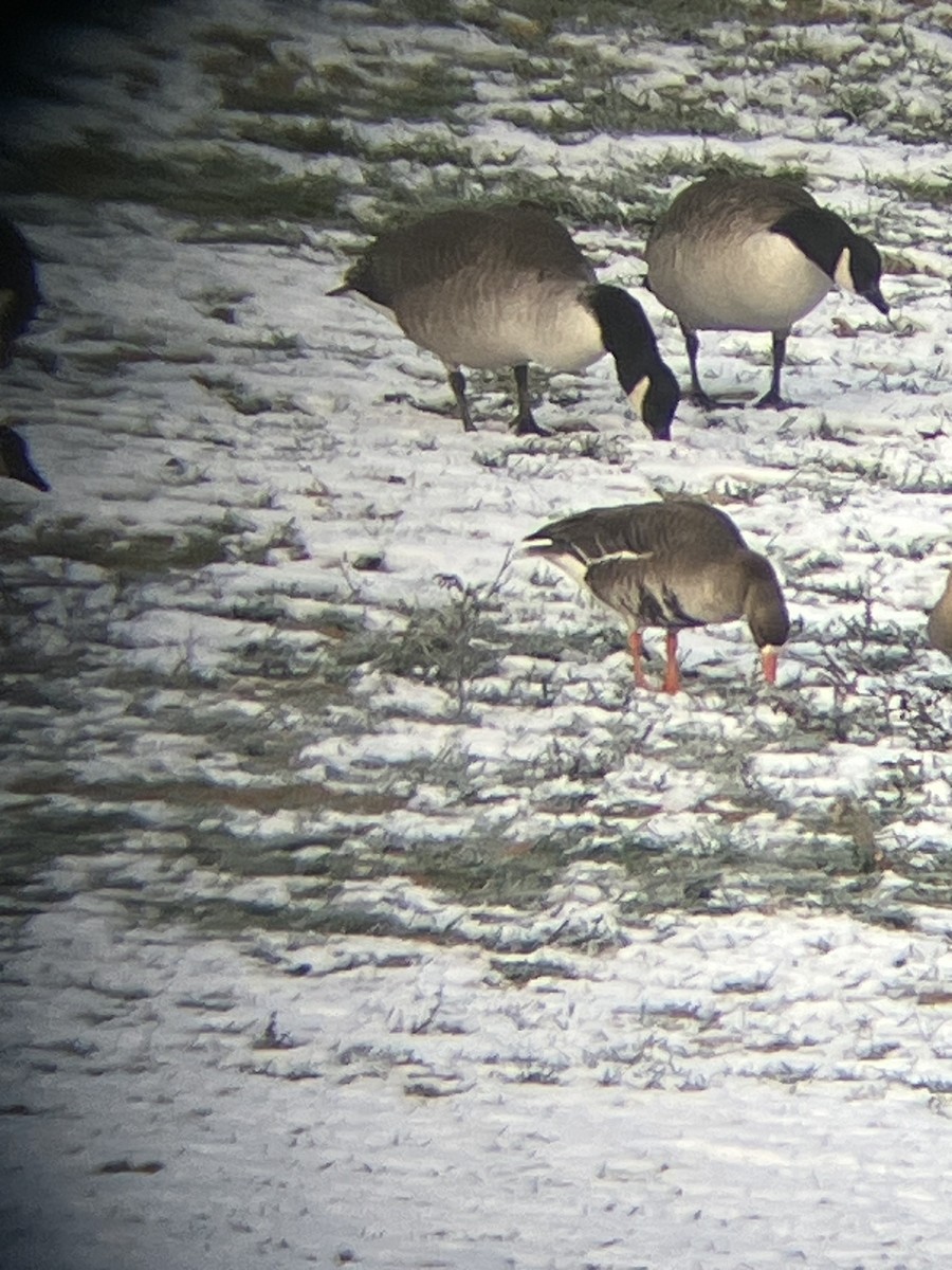 Blässgans - ML646557835