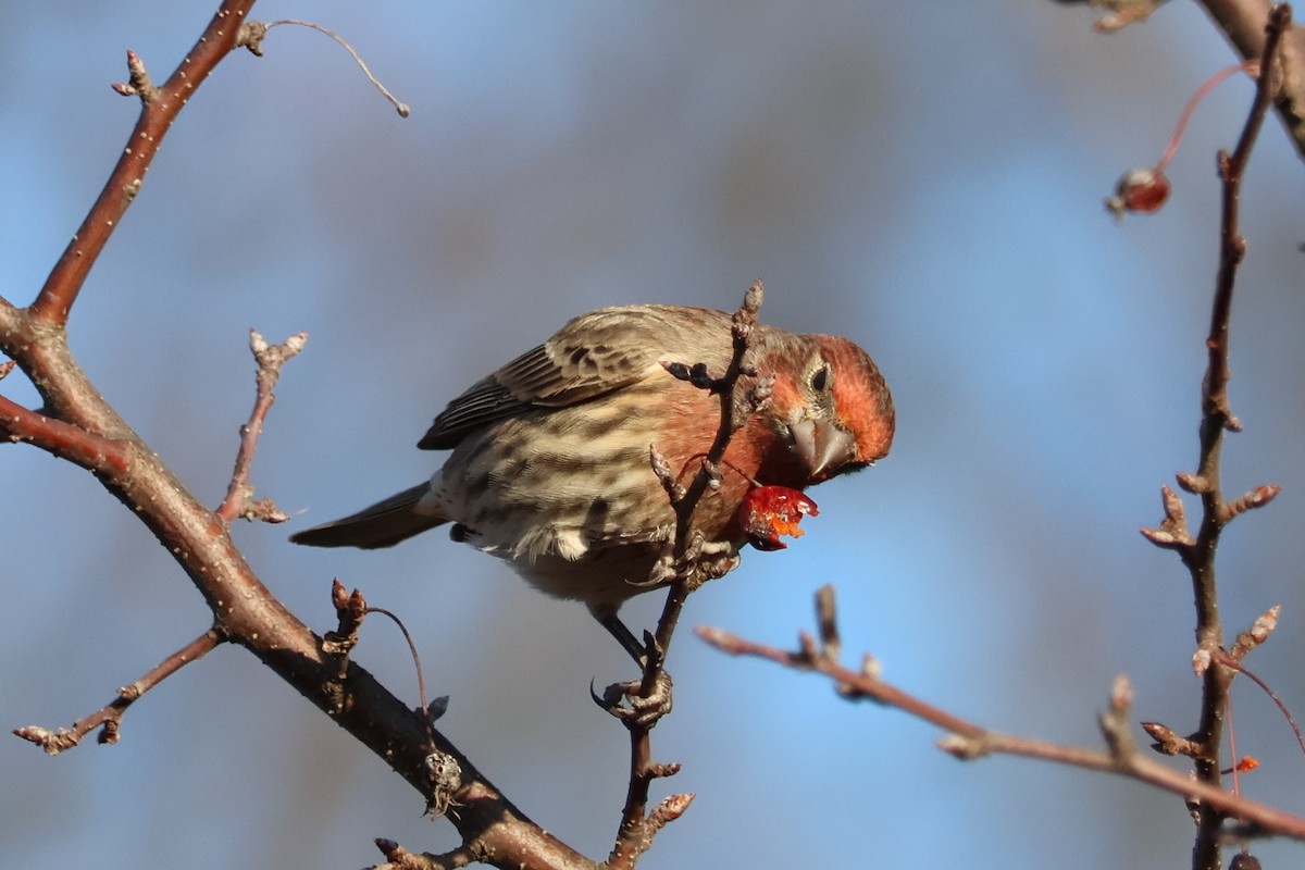 House Finch - ML646557837