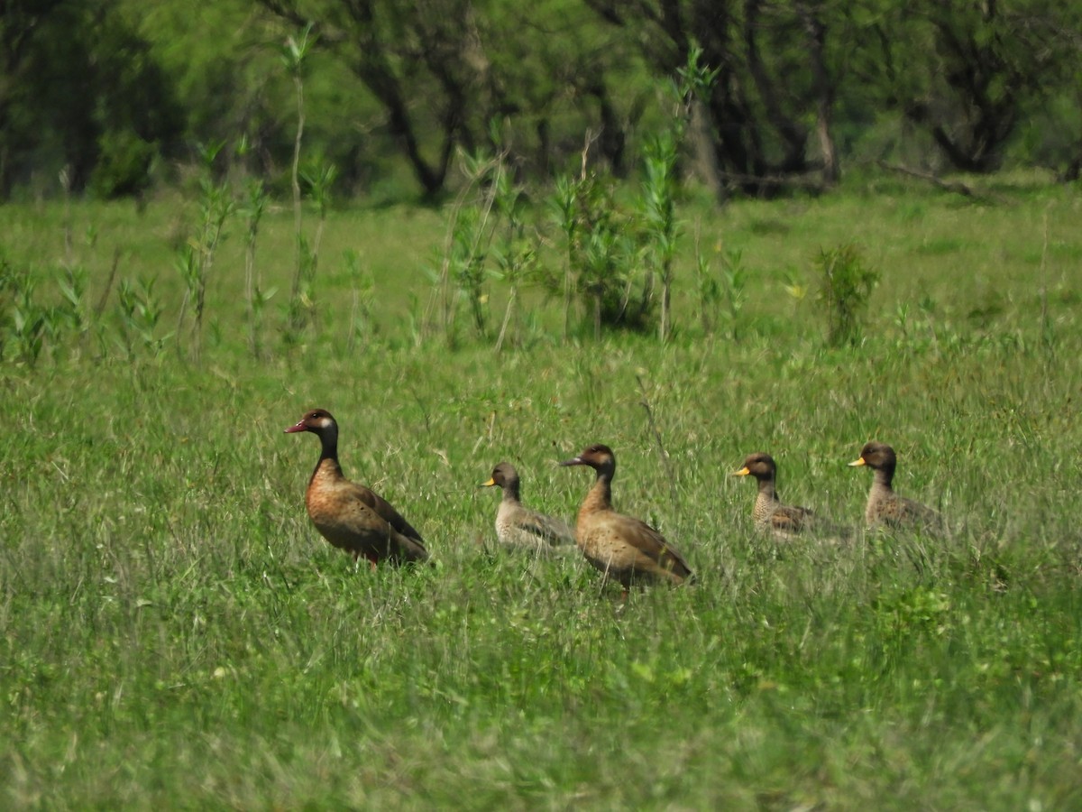 Brazilian Teal - ML646557840