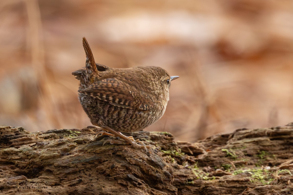 Winter Wren - ML646557841