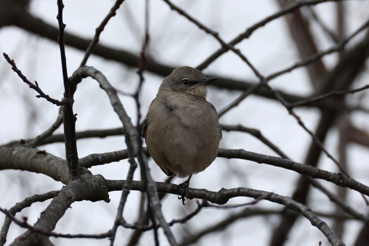 Northern Mockingbird - ML646557842