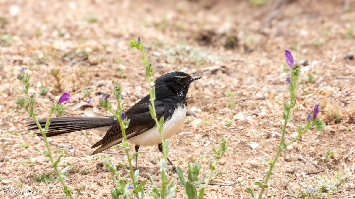 ヨコフリオウギビタキ - ML646557843