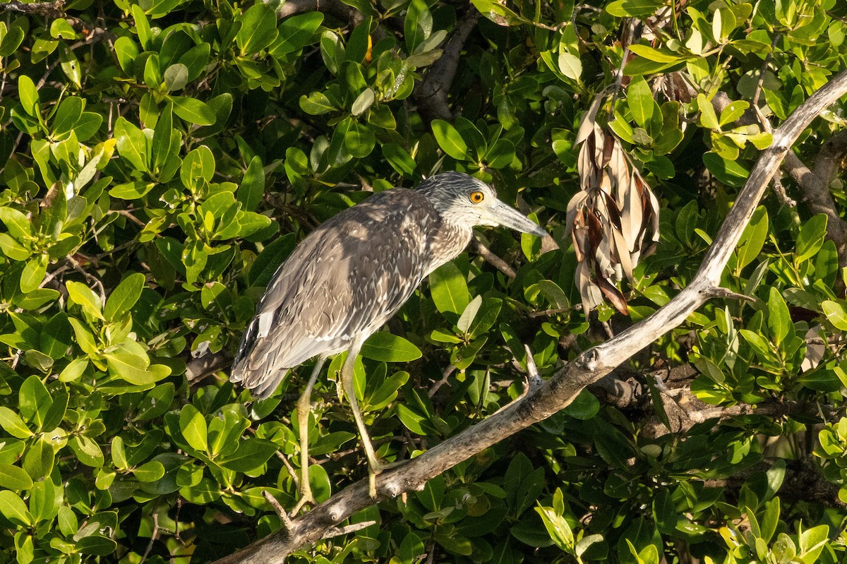 Yellow-crowned Night Heron - ML646557845