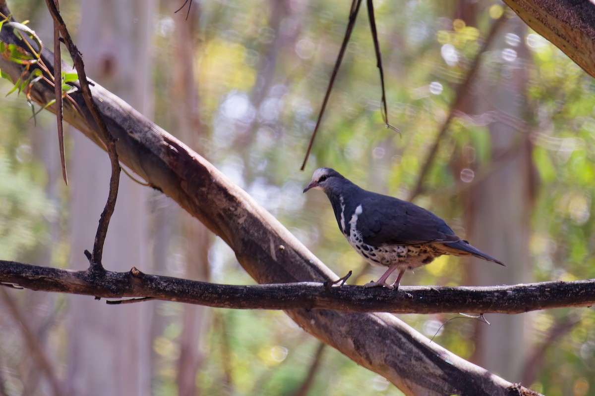 Wongataube - ML646557846