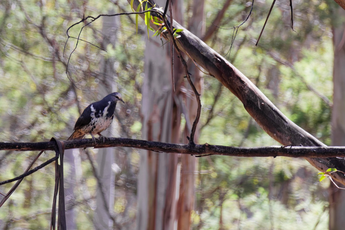 Wongataube - ML646557847