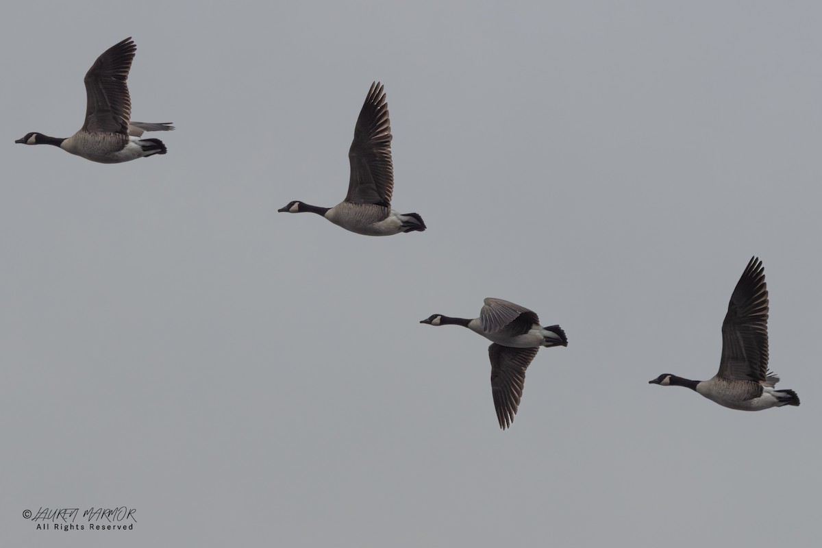 Canada Goose - ML646557850