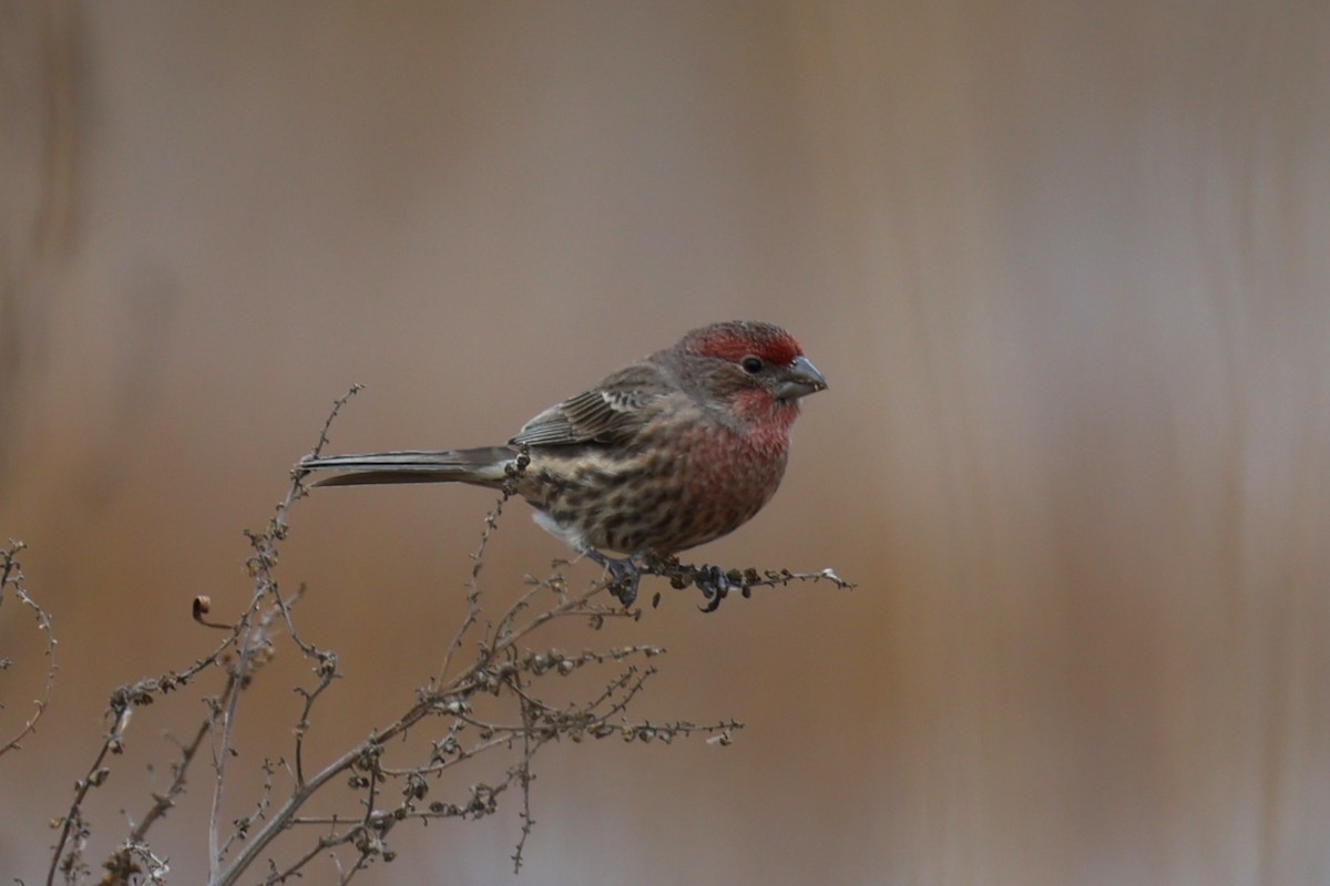 House Finch - ML646557851