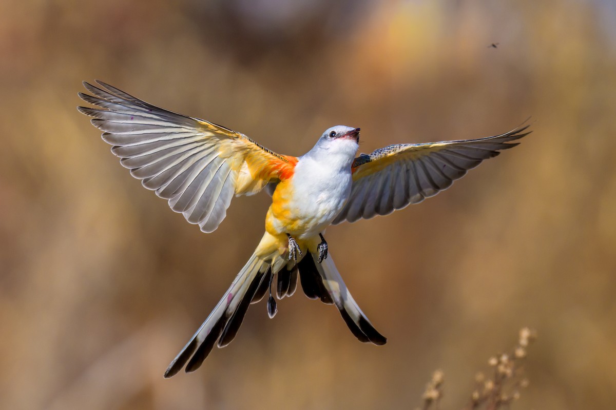 Scissor-tailed Flycatcher - ML646557857