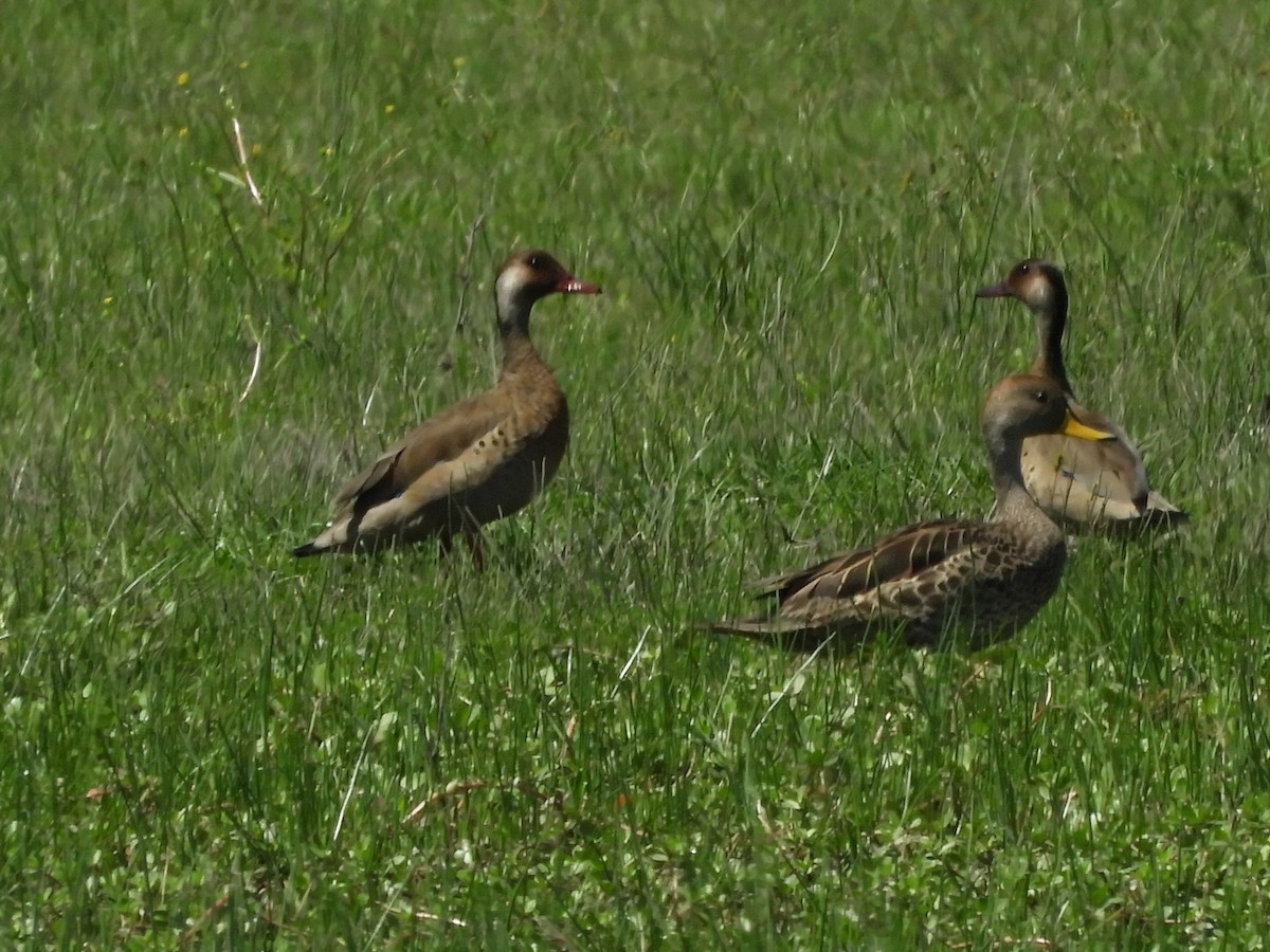 Sarı Gagalı Kılkuyruk - ML646557858