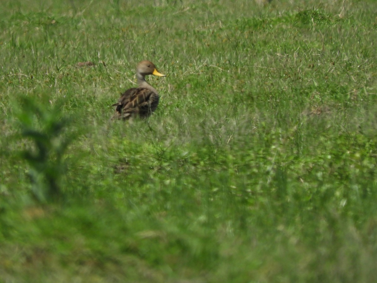Sarı Gagalı Kılkuyruk - ML646557859