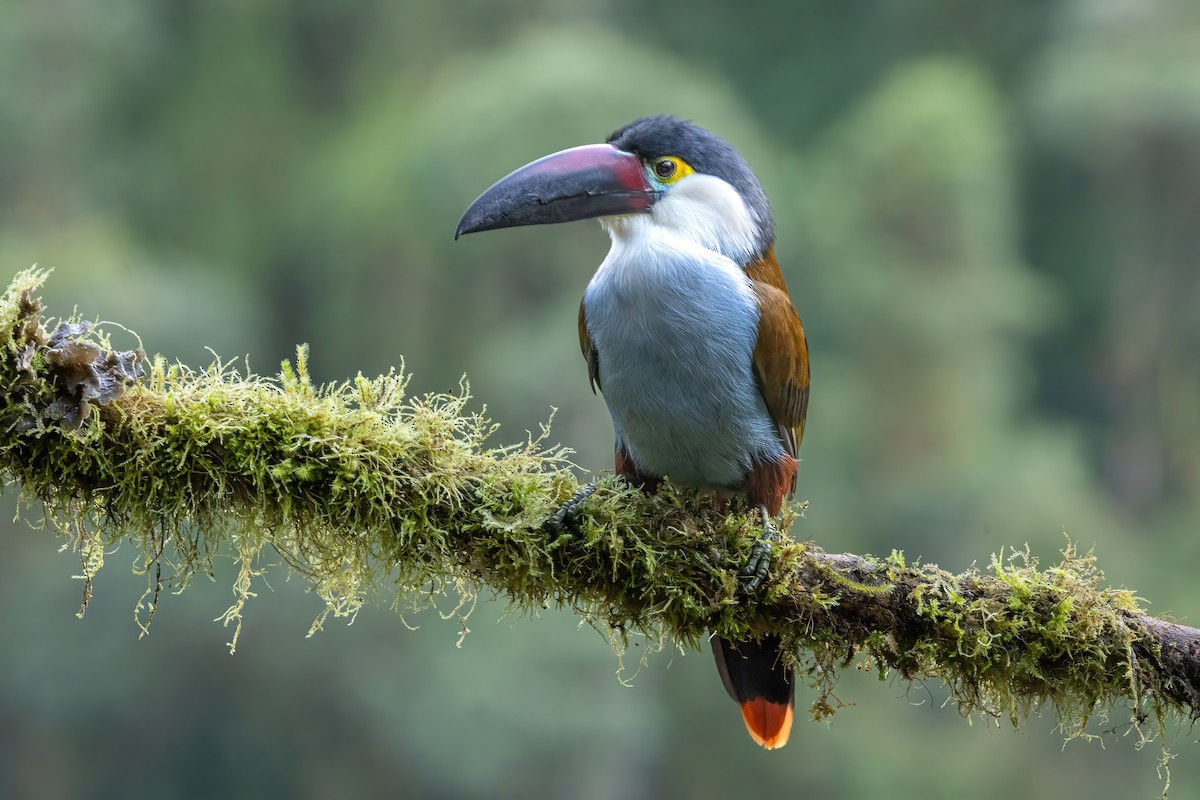 Андигена білощока - ML646557868