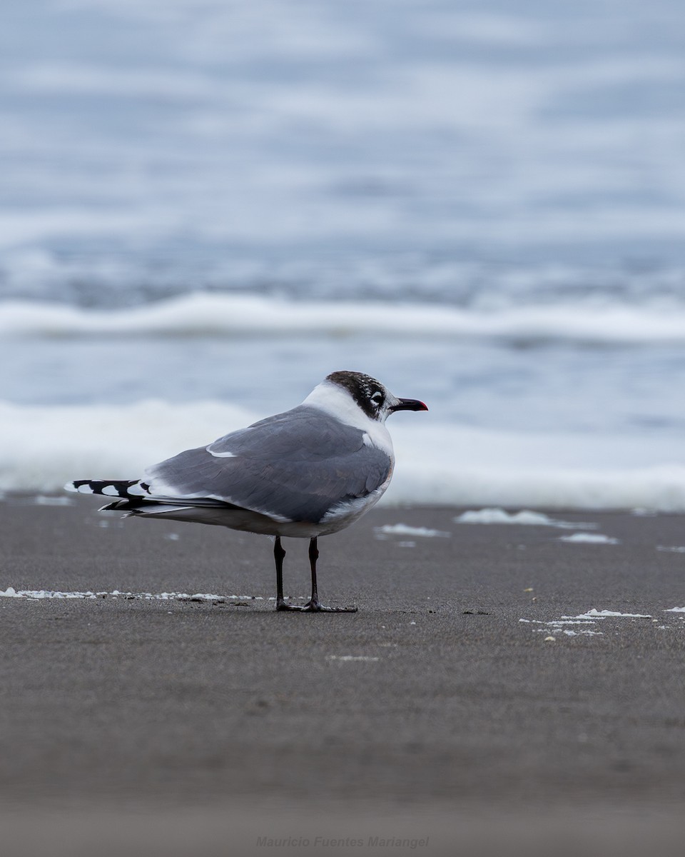 Franklin's Gull - ML646557869
