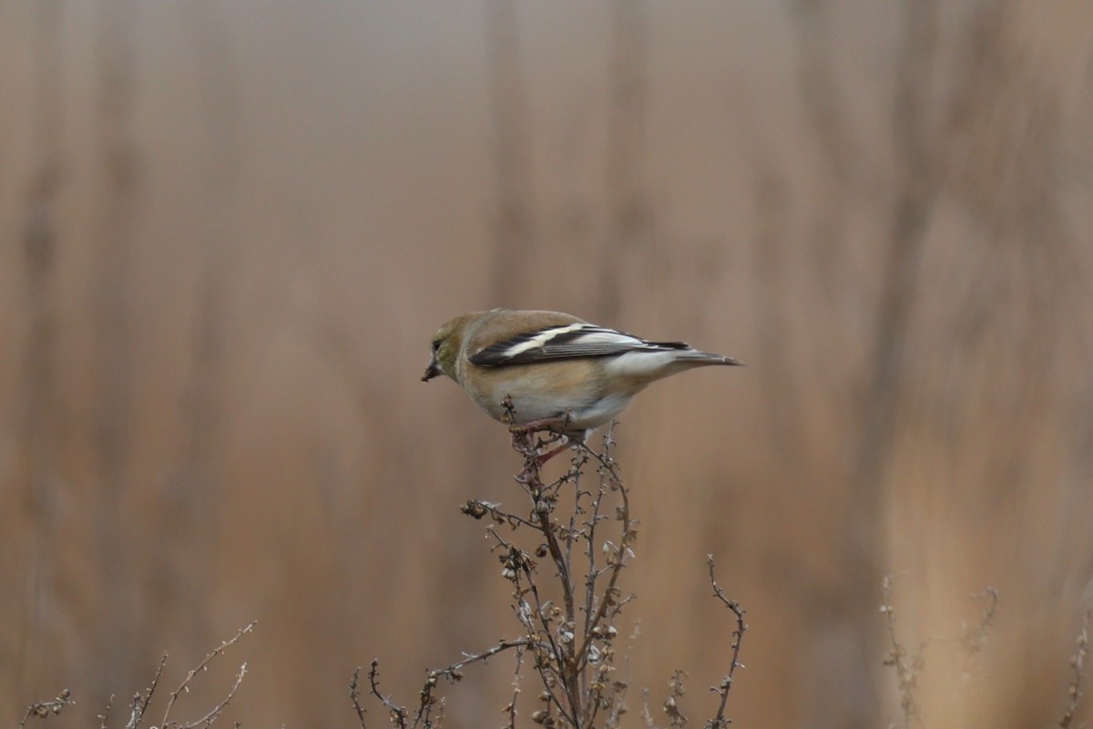 American Goldfinch - ML646557870