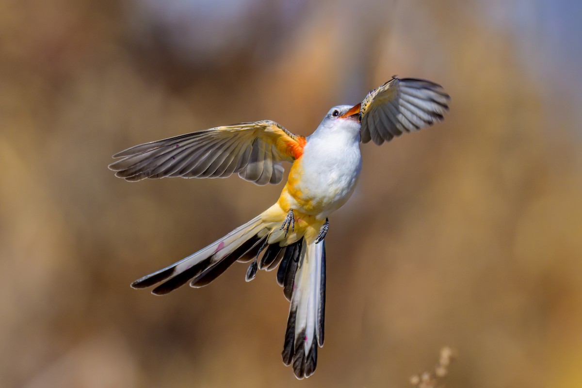 Scissor-tailed Flycatcher - ML646557875