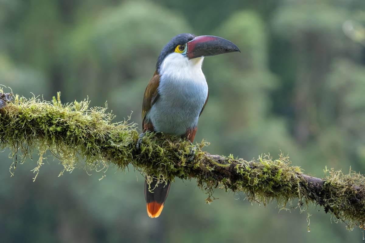 Андигена білощока - ML646557876