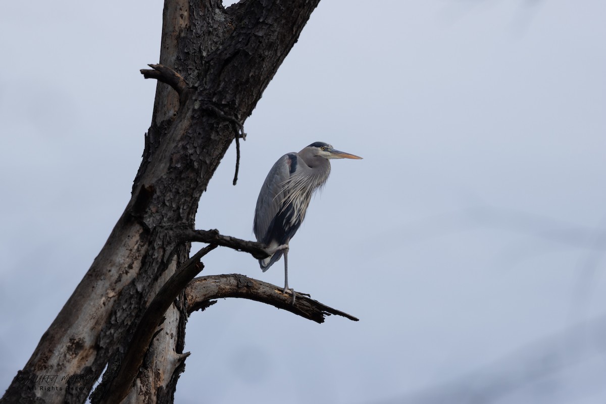 Great Blue Heron - ML646557881