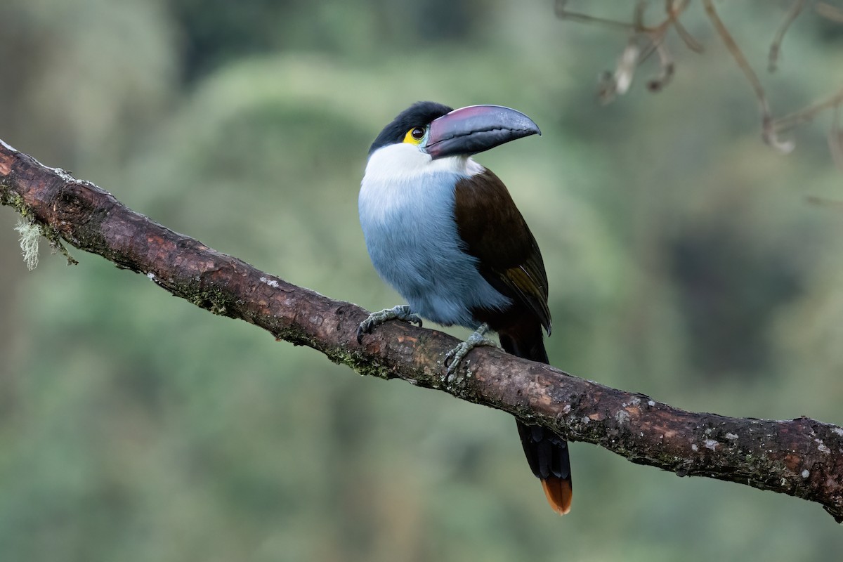 Андигена білощока - ML646557885