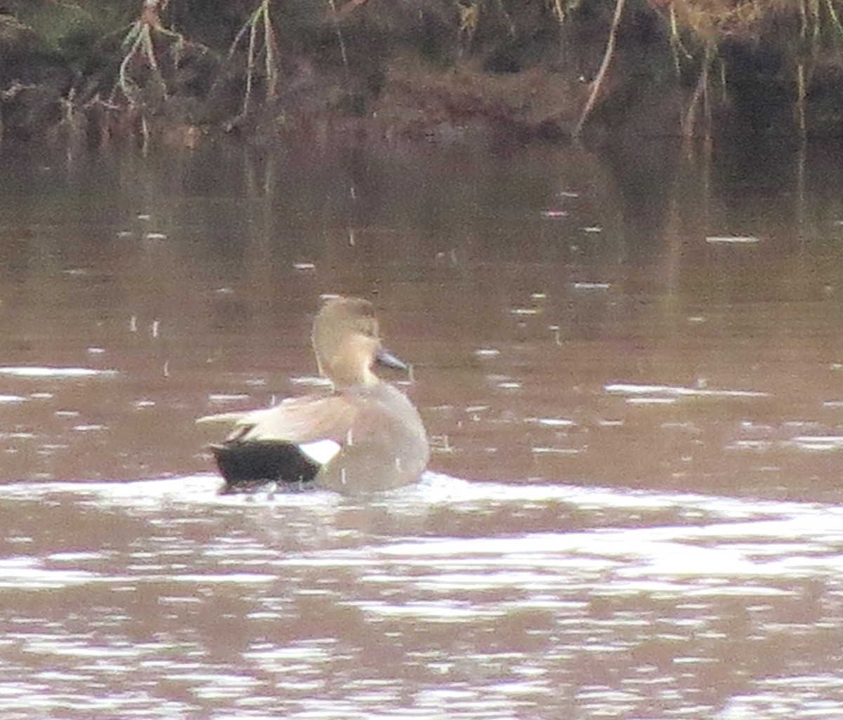 オカヨシガモ - ML646557886