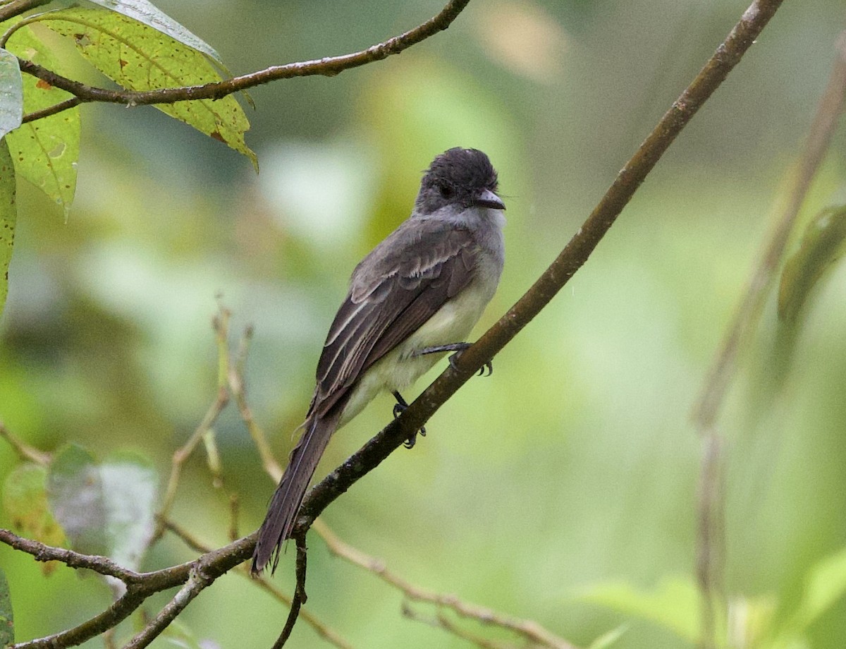 Copetón Feroz - ML646557893