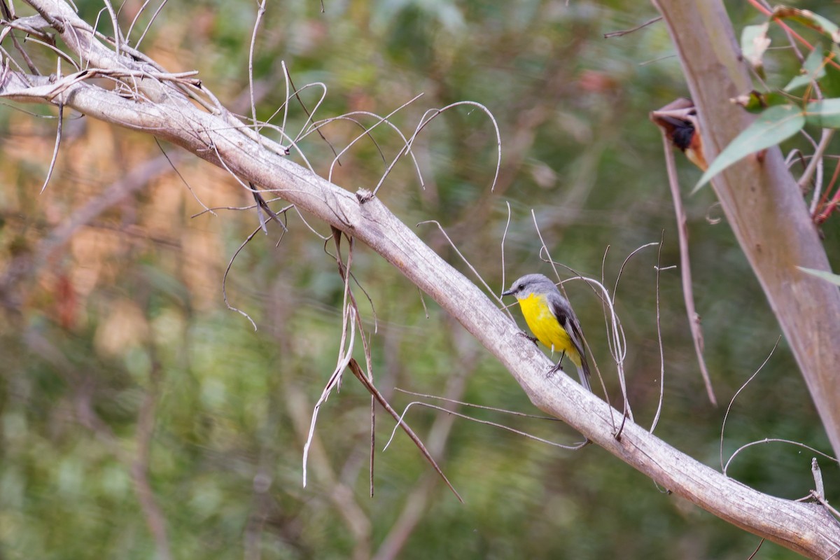 lejsčík žlutý - ML646557894