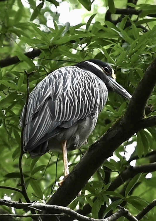 Yellow-crowned Night Heron - ML646557895