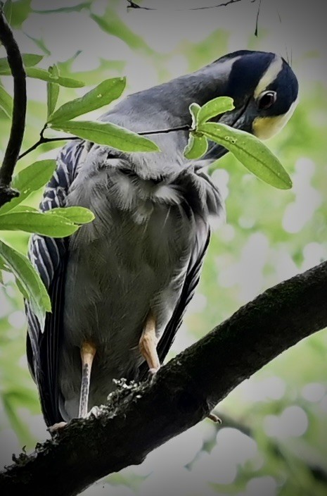 Yellow-crowned Night Heron - ML646557896