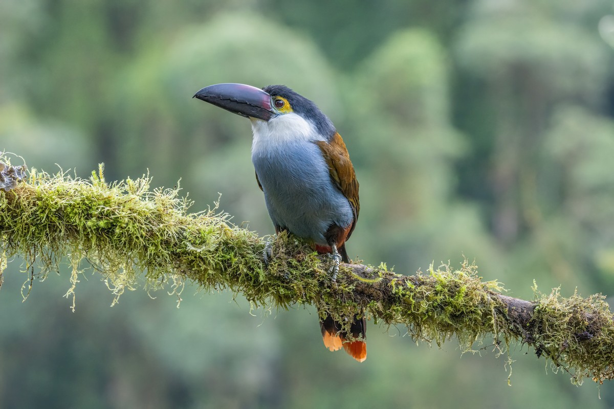 Андигена білощока - ML646557900