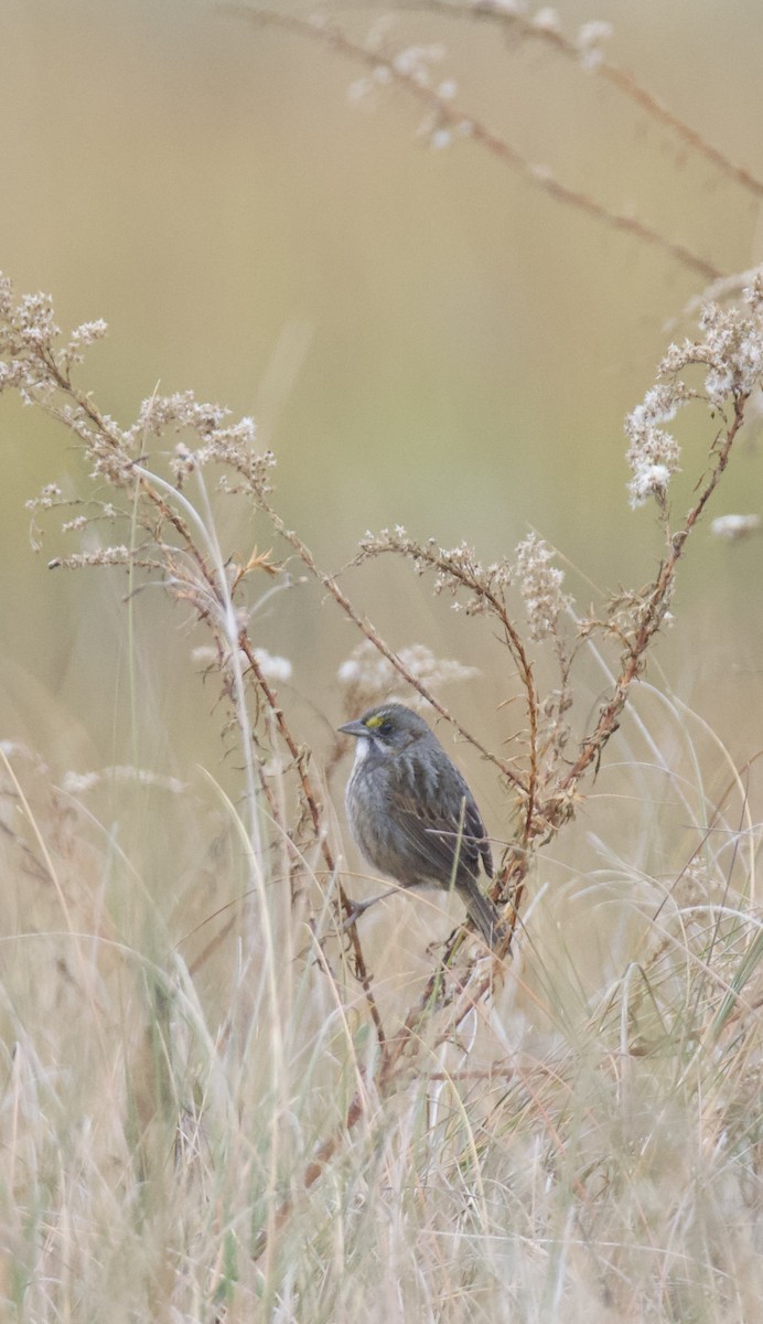 Seaside Sparrow - ML646557901