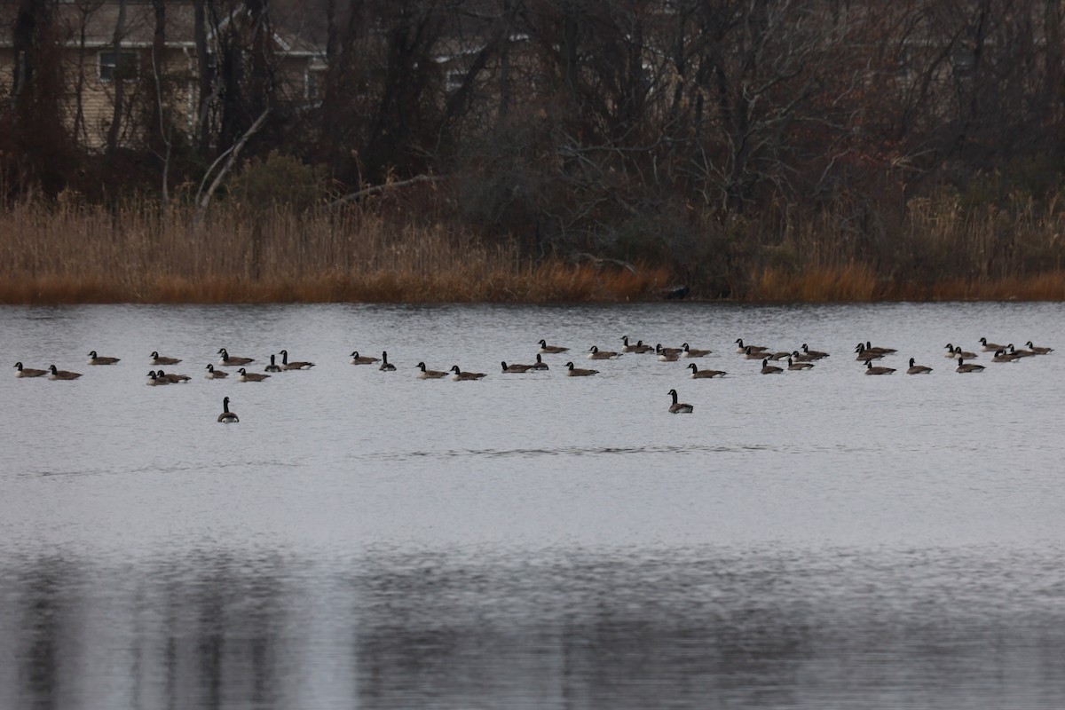 Canada Goose - ML646557905