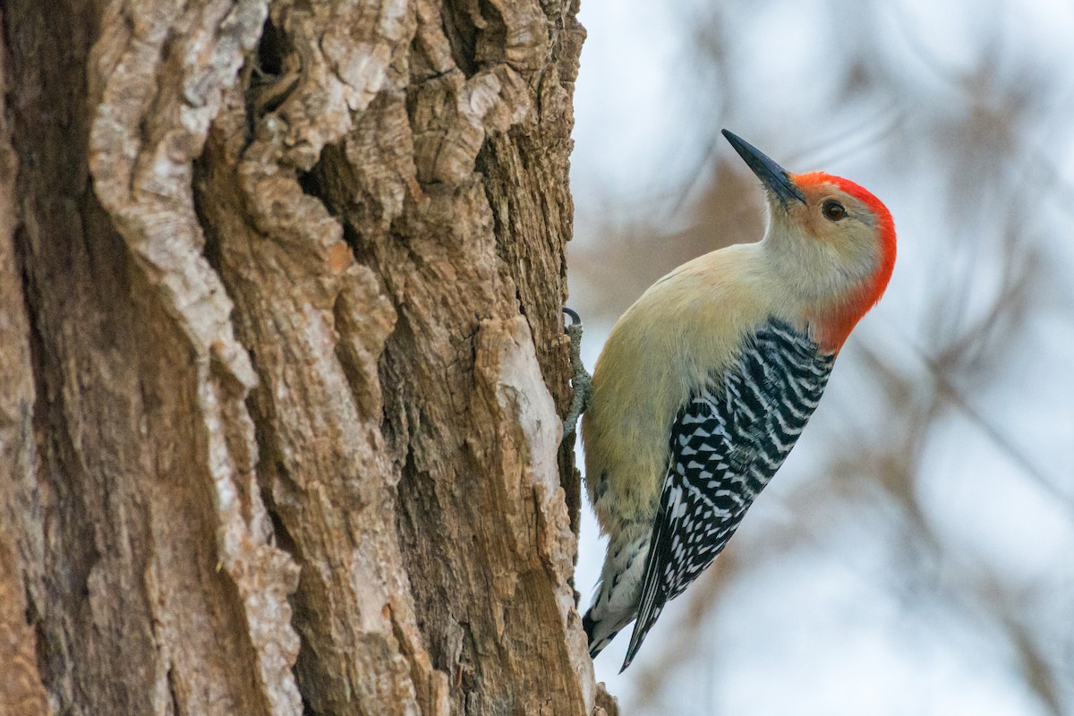 Carolinaspecht - ML646557907